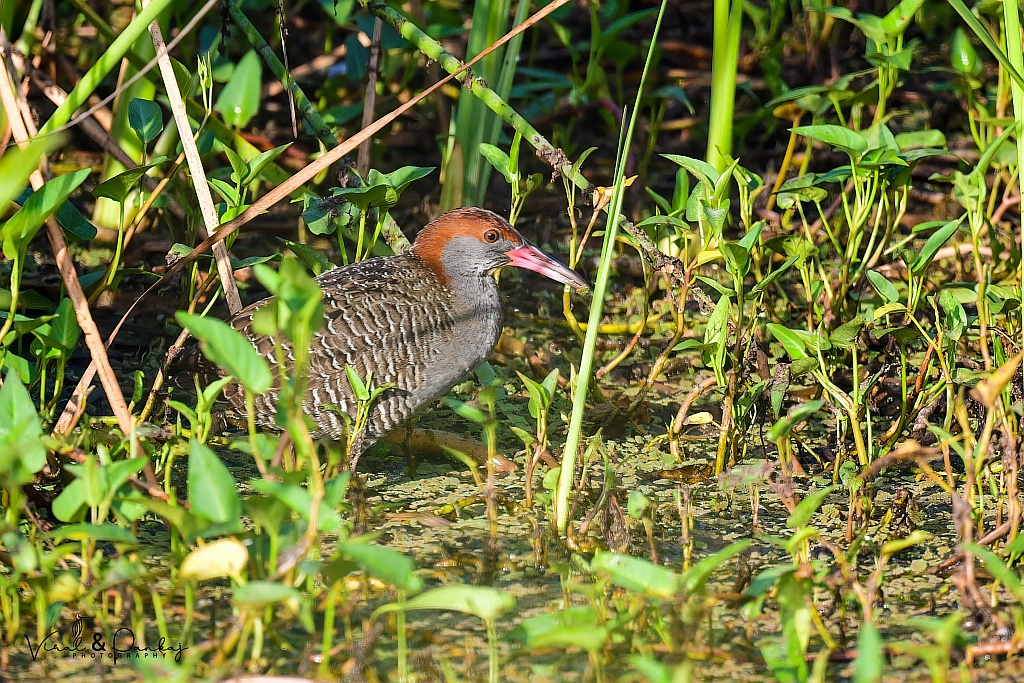 Slaty-breasted Rail